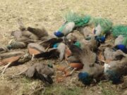 32 ನವಿಲುಗಳ ಸಾವು – ಹೀಟ್ಸ್ಟ್ರೋಕ್ ಶಂಕೆ ವ್ಯಕ್ತ..!