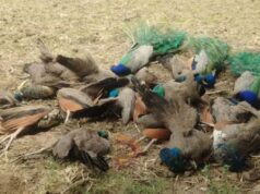 32 ನವಿಲುಗಳ ಸಾವು – ಹೀಟ್ಸ್ಟ್ರೋಕ್ ಶಂಕೆ ವ್ಯಕ್ತ..!