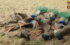 32 ನವಿಲುಗಳ ಸಾವು – ಹೀಟ್ಸ್ಟ್ರೋಕ್ ಶಂಕೆ ವ್ಯಕ್ತ..!