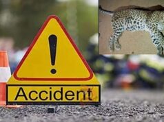 ಅಪರಿಚಿತ ವಾಹನ ಡಿಕ್ಕಿ – ತೀವ್ರವಾಗಿ ಗಾಯಗೊಂಡು ಚಿರತೆ ಸಾವು..!