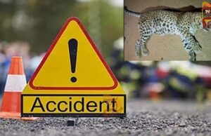 ಅಪರಿಚಿತ ವಾಹನ ಡಿಕ್ಕಿ – ತೀವ್ರವಾಗಿ ಗಾಯಗೊಂಡು ಚಿರತೆ ಸಾವು..!