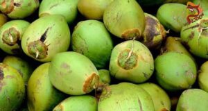 ಬೇಸಿಗೆ ಬೇಗೆ ಬೆನ್ನಲ್ಲೇ ಎಳನೀರಿಗೆ ಭಾರಿ ಬೇಡಿಕೆ, ದರವೂ ಏರಿಕೆ..!