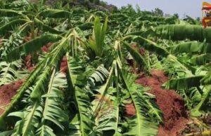 ಭೀಕರ ಮಳೆ – ಬೆಳೆದಿದ್ದ 3 ಎಕರೆ ಬಾಳೆ ತೋಟ ನೆಲಸಮ