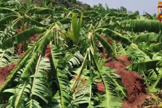 ಭೀಕರ ಮಳೆ – ಬೆಳೆದಿದ್ದ 3 ಎಕರೆ ಬಾಳೆ ತೋಟ ನೆಲಸಮ