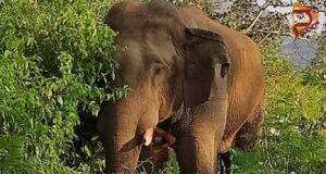 ಪೊನ್ನಂಪೇಟೆಯಲ್ಲಿ ಕಾಡಾನೆ ದಾಳಿಗೆ ಕಾಫಿ ಬೆಳೆಗಾರ ಬಲಿ..!