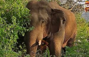 ಪೊನ್ನಂಪೇಟೆಯಲ್ಲಿ ಕಾಡಾನೆ ದಾಳಿಗೆ ಕಾಫಿ ಬೆಳೆಗಾರ ಬಲಿ..!