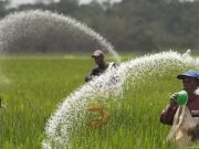 ಇನ್ಮುಂದೆ ರಸಗೊಬ್ಬರ ಬೇಕಿದರೆ, FID ಕಡ್ಡಾಯ..!