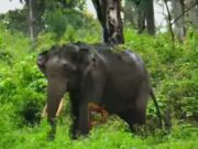 ನೀರು ಕುಡಿಯಲು ಬಂದು ಕೆಸರಿನಲ್ಲಿ ಸಿಲುಕಿದ್ದ ಕಾಡಾನೆ ಸಾವು..!