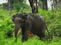 ನೀರು ಕುಡಿಯಲು ಬಂದು ಕೆಸರಿನಲ್ಲಿ ಸಿಲುಕಿದ್ದ ಕಾಡಾನೆ ಸಾವು..!
