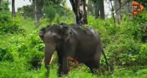 ನೀರು ಕುಡಿಯಲು ಬಂದು ಕೆಸರಿನಲ್ಲಿ ಸಿಲುಕಿದ್ದ ಕಾಡಾನೆ ಸಾವು..!