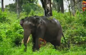 ನೀರು ಕುಡಿಯಲು ಬಂದು ಕೆಸರಿನಲ್ಲಿ ಸಿಲುಕಿದ್ದ ಕಾಡಾನೆ ಸಾವು..!