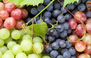 ದ್ರಾಕ್ಷಿಗೆ ಬಂಪರ್ ಬೆಲೆ – ರೈತರ ಮೊಗದಲ್ಲಿ ನಗು, ಕೈಗೆ ಕಾಂಚಾಣ