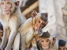 ಪ್ರವಾಸಿಗರು, ಭಕ್ತರ ಮೇಲೆ ದಾಳಿ ಮಾಡಿದ ವಾನರ ಸೇನೆ – 15ಕ್ಕೂ ಹೆಚ್ಚು ಜನರಿಗೆ ತೀವ್ರ ಗಾಯ