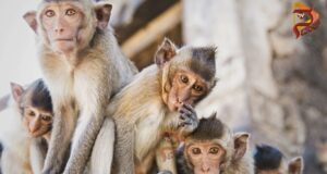 ಪ್ರವಾಸಿಗರು, ಭಕ್ತರ ಮೇಲೆ ದಾಳಿ ಮಾಡಿದ ವಾನರ ಸೇನೆ – 15ಕ್ಕೂ ಹೆಚ್ಚು ಜನರಿಗೆ ತೀವ್ರ ಗಾಯ