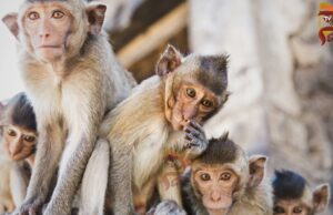 ಪ್ರವಾಸಿಗರು, ಭಕ್ತರ ಮೇಲೆ ದಾಳಿ ಮಾಡಿದ ವಾನರ ಸೇನೆ – 15ಕ್ಕೂ ಹೆಚ್ಚು ಜನರಿಗೆ ತೀವ್ರ ಗಾಯ