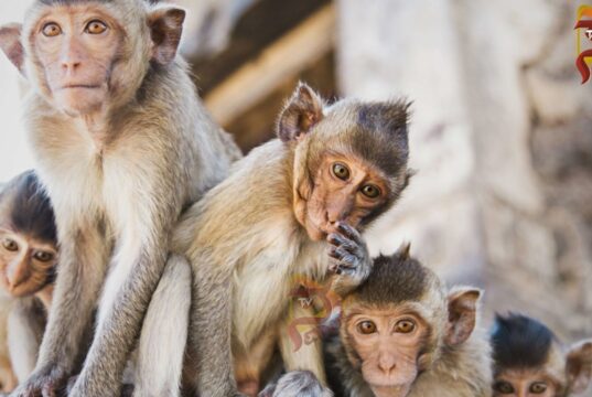 ಪ್ರವಾಸಿಗರು, ಭಕ್ತರ ಮೇಲೆ ದಾಳಿ ಮಾಡಿದ ವಾನರ ಸೇನೆ – 15ಕ್ಕೂ ಹೆಚ್ಚು ಜನರಿಗೆ ತೀವ್ರ ಗಾಯ