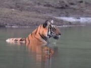 ಬಿಸಿಲಿನ ಬೇಗೆಗೆ ಕಬಿನಿ ನೀರಿನಲ್ಲಿ ‘ಯಂಗ್ ಟೈಗರ್’ ಕೂಲ್ ಕೂಲ್..!