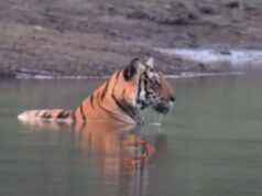 ಬಿಸಿಲಿನ ಬೇಗೆಗೆ ಕಬಿನಿ ನೀರಿನಲ್ಲಿ ‘ಯಂಗ್ ಟೈಗರ್’ ಕೂಲ್ ಕೂಲ್..!