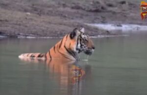 ಬಿಸಿಲಿನ ಬೇಗೆಗೆ ಕಬಿನಿ ನೀರಿನಲ್ಲಿ ‘ಯಂಗ್ ಟೈಗರ್’ ಕೂಲ್ ಕೂಲ್..!