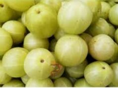 ದಿನಕ್ಕೊಂದು ನೆಲ್ಲಿಕಾಯಿ ಸೇವಿಸಿ; ಅನಾರೋಗ್ಯಕ್ಕೆ ಹೇಳಿ bye.. bye