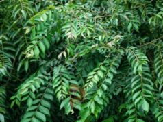 ಕರಿಬೇವಿನ ಎಲೆ ಎಲ್ಲರಿಗೂ ಒಳ್ಳೆಯದಲ್ಲ.. ಆದ್ರೆ, ಈ ಸಮಸ್ಯೆ ಇರುವವರು ತಿನ್ನಲೇಬೇಡಿ..!