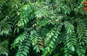 ಕರಿಬೇವಿನ ಎಲೆ ಎಲ್ಲರಿಗೂ ಒಳ್ಳೆಯದಲ್ಲ.. ಆದ್ರೆ, ಈ ಸಮಸ್ಯೆ ಇರುವವರು ತಿನ್ನಲೇಬೇಡಿ..!