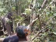 ಮೂರು ದಿನಗಳ ಆಪರೇಷನ್ ಯಶಸ್ವಿ – ಕಾಡಾನೆ ಸೆರೆ..!