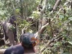 ಮೂರು ದಿನಗಳ ಆಪರೇಷನ್ ಯಶಸ್ವಿ – ಕಾಡಾನೆ ಸೆರೆ..!