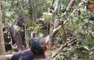 ಮೂರು ದಿನಗಳ ಆಪರೇಷನ್ ಯಶಸ್ವಿ – ಕಾಡಾನೆ ಸೆರೆ..!