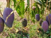 ಬಂಜರು ಭೂಮಿಯ ಕಮಾಲ್ – ಒಂದು ಕೆಜಿ ಮಾವಿಗೆ 1 ಲಕ್ಷ ರೂ.