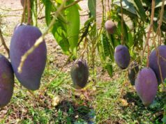 ಬಂಜರು ಭೂಮಿಯ ಕಮಾಲ್ – ಒಂದು ಕೆಜಿ ಮಾವಿಗೆ 1 ಲಕ್ಷ ರೂ.