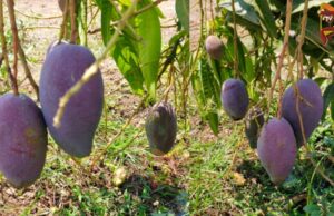 ಬಂಜರು ಭೂಮಿಯ ಕಮಾಲ್ – ಒಂದು ಕೆಜಿ ಮಾವಿಗೆ 1 ಲಕ್ಷ ರೂ.