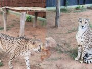 ಬನ್ನೇರುಘಟ್ಟ ಮೃಗಾಲಯಕ್ಕೆ ಆಫ್ರಿಕಾದಿಂದ ಬೆಂಗಳೂರಿಗೆ ಬಂದ ಚೀತಗಳು