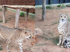 ಬನ್ನೇರುಘಟ್ಟ ಮೃಗಾಲಯಕ್ಕೆ ಆಫ್ರಿಕಾದಿಂದ ಬೆಂಗಳೂರಿಗೆ ಬಂದ ಚೀತಗಳು