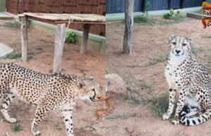 ಬನ್ನೇರುಘಟ್ಟ ಮೃಗಾಲಯಕ್ಕೆ ಆಫ್ರಿಕಾದಿಂದ ಬೆಂಗಳೂರಿಗೆ ಬಂದ ಚೀತಗಳು