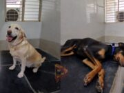 ಬಿಸಿಲಿನ ಅಬ್ಬರಕ್ಕೆ ತತ್ತರ – ಶ್ವಾನದಳಕ್ಕೆ ಕೂಲರ್ ವ್ಯವಸ್ಥೆ..!