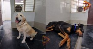 ಬಿಸಿಲಿನ ಅಬ್ಬರಕ್ಕೆ ತತ್ತರ – ಶ್ವಾನದಳಕ್ಕೆ ಕೂಲರ್ ವ್ಯವಸ್ಥೆ..!