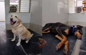 ಬಿಸಿಲಿನ ಅಬ್ಬರಕ್ಕೆ ತತ್ತರ – ಶ್ವಾನದಳಕ್ಕೆ ಕೂಲರ್ ವ್ಯವಸ್ಥೆ..!