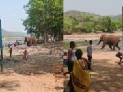 ಕಾವೇರಿ ನದಿಯಲ್ಲಿ ಆಟವಾಡುತ್ತಿದ್ದ, ಪ್ರವಾಸಿಗರ ಮೇಲೆ ಕಾಡಾನೆ ದಾಳಿ