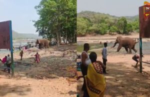 ಕಾವೇರಿ ನದಿಯಲ್ಲಿ ಆಟವಾಡುತ್ತಿದ್ದ, ಪ್ರವಾಸಿಗರ ಮೇಲೆ ಕಾಡಾನೆ ದಾಳಿ