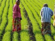 ರೈತರಿಗೆ ಎಚ್ಚರಿಕೆ, 3 ದಿನದೊಳಗೆ ಈ ಕೆಲಸ ಮಾಡದಿದ್ದಲ್ಲಿ ಕೈತಪ್ಪಲಿದೆ ಬೆಳೆಹಾನಿ ಪರಿಹಾರ!