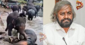 ದುಬಾರೆಯಲ್ಲಿ ಆನೆ ಕಾದಾಟದ ವೇಳೆ ಮಹಿಳೆ ಸಾವಿಗೆ ಖಂಡ್ರೆ ಸಂತಾಪ..!