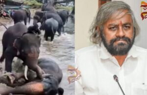 ದುಬಾರೆಯಲ್ಲಿ ಆನೆ ಕಾದಾಟದ ವೇಳೆ ಮಹಿಳೆ ಸಾವಿಗೆ ಖಂಡ್ರೆ ಸಂತಾಪ..!