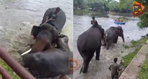 ದುಬಾರೆ ದುರಂತ; ಇಬ್ಬರು ಅರಣ್ಯ ಅಧಿಕಾರಿಗಳ ವಿರುದ್ಧ ಉಪ ಲೋಕಾಯುಕ್ತ ಕೇಸ್..!