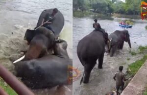 ದುಬಾರೆ ದುರಂತ; ಇಬ್ಬರು ಅರಣ್ಯ ಅಧಿಕಾರಿಗಳ ವಿರುದ್ಧ ಉಪ ಲೋಕಾಯುಕ್ತ ಕೇಸ್..!