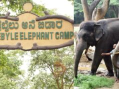 ದುಬಾರೆ ದುರಂತ ಬೆನ್ನಲ್ಲೇ; ಸಕ್ರೆಬೈಲು ಆನೆ ಬಿಡಾರಕ್ಕೆ, ತಾತ್ಕಾಲಿಕ ಬಂದ್..!