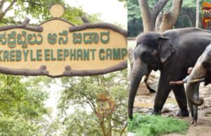 ದುಬಾರೆ ದುರಂತ ಬೆನ್ನಲ್ಲೇ; ಸಕ್ರೆಬೈಲು ಆನೆ ಬಿಡಾರಕ್ಕೆ, ತಾತ್ಕಾಲಿಕ ಬಂದ್..!