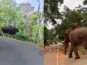 ಸಾಕಾನೆ ಬಳಸಿ ಕಾಡುಕೋಣಗಳ ಶಿಫ್ಟ್; ಇದು ದಕ್ಷಿಣ ಭಾರತದಲ್ಲೇ ಮೊದಲು..!