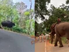 ಸಾಕಾನೆ ಬಳಸಿ ಕಾಡುಕೋಣಗಳ ಶಿಫ್ಟ್; ಇದು ದಕ್ಷಿಣ ಭಾರತದಲ್ಲೇ ಮೊದಲು..!