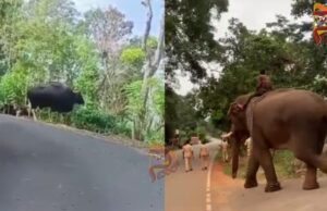 ಸಾಕಾನೆ ಬಳಸಿ ಕಾಡುಕೋಣಗಳ ಶಿಫ್ಟ್; ಇದು ದಕ್ಷಿಣ ಭಾರತದಲ್ಲೇ ಮೊದಲು..!